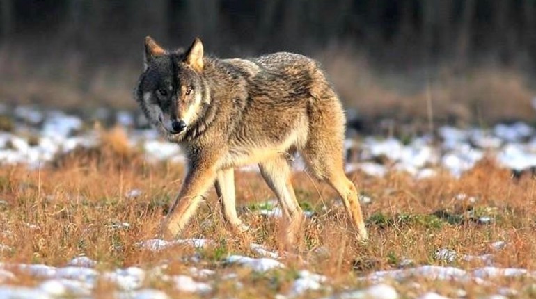 W regionie pojawiły się wilki - apel o zachowanie ostrożności