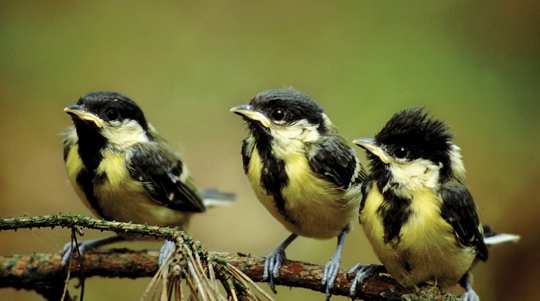 Na tropie ptasich głosów