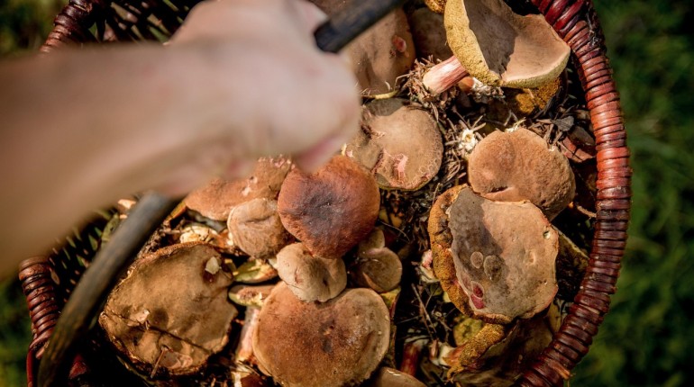 Kilka porad na bezpieczne grzybobranie