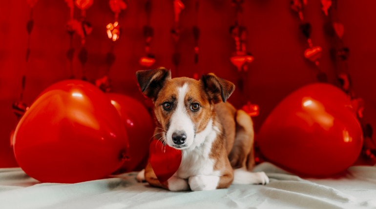 Zduńska Wola wprowadza "becikowe" za adopcję psa lub kota